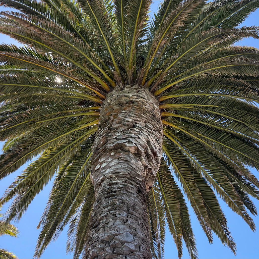 Palm trees & sunshine